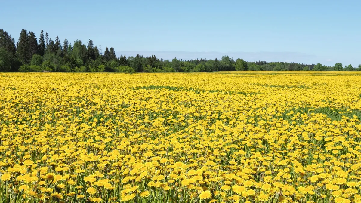 A field of yellow flowers under a blue sky
